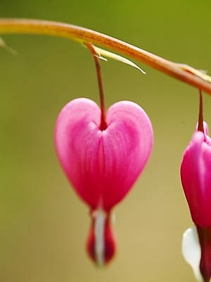 포토 JPG 식물 사계절 계절 꽃 분홍색 배경화면 백그라운드 봄꽃 자연 근접촬영 사람없음 야외 봄풍경 봄 식물원 수목원 금낭화 국내포토 뷰포인트 컬러 풍경 생태계 파일형식