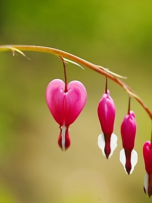 포토 JPG 식물 사계절 계절 꽃 분홍색 배경화면 백그라운드 봄꽃 자연 근접촬영 사람없음 야외 봄풍경 봄 식물원 수목원 금낭화 국내포토 뷰포인트 컬러 풍경 생태계 파일형식