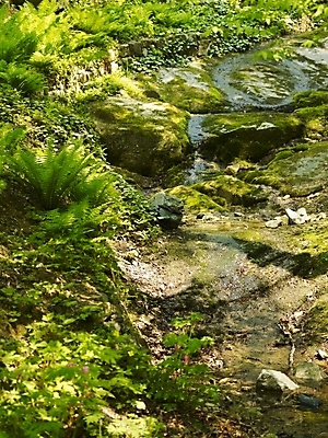 포토 JPG 식물 사계절 계절 백그라운드 자연 산 이끼 풍경 사람없음 야외 물 계곡 봄풍경 봄 돌_바위 바위 풀 숲 식물원 수목원 국내포토 자연요소 생태계 파일형식