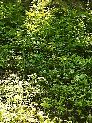 포토 JPG 식물 사계절 계절 꽃 백그라운드 봄꽃 자연 산 풍경 사람없음 야외 봄풍경 봄 풀 숲 식물원 수목원 국내포토 생태계 파일형식