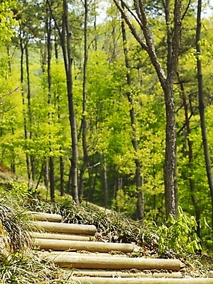 포토 JPG 나무 식물 사계절 계절 길 백그라운드 자연 산 풍경 사람없음 야외 봄풍경 봄 산책로 숲 식물원 수목원 휴양림 국내포토 생태계 파일형식