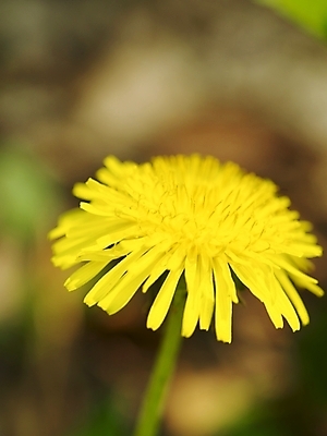 포토 JPG 식물 사계절 계절 꽃 백그라운드 한송이 봄꽃 자연 근접촬영 사람없음 야외 노란색 봄풍경 봄 들꽃 민들레 식물원 수목원 국내포토 1 뷰포인트 컬러 풍경 생태계 송이 파일형식