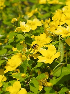 포토 JPG 식물 사계절 계절 꽃 곤충 백그라운드 봄꽃 자연 풍경 사람없음 야외 노란색 봄풍경 봄 들꽃 꿀벌 벌 식물원 수목원 죽도화 죽도화나무 황매화 국내포토 나무 동물 컬러 벌_곤충 생태계 파일형식