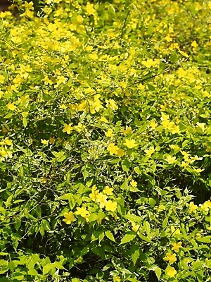 포토 JPG 식물 사계절 계절 꽃 백그라운드 꽃밭 봄꽃 자연 풍경 사람없음 야외 노란색 봄풍경 봄 들꽃 식물원 수목원 죽도화 죽도화나무 황매화 국내포토 나무 컬러 생태계 파일형식