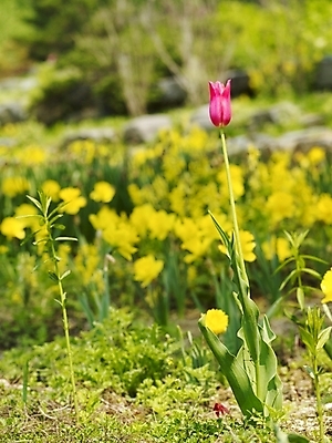 포토 JPG 식물 사계절 계절 꽃 분홍색 백그라운드 꽃밭 봄꽃 자연 풍경 사람없음 야외 노란색 봄풍경 봄 들꽃 튤립 식물원 수목원 국내포토 컬러 생태계 파일형식
