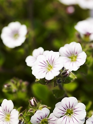 포토 JPG 식물 사계절 계절 꽃 여러송이 백그라운드 봄꽃 자연 근접촬영 사람없음 야외 봄풍경 봄 들꽃 흰색 식물원 수목원 히말라야안개꽃 국내포토 뷰포인트 컬러 다수 풍경 생태계 안개꽃 파일형식