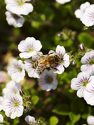 포토 JPG 식물 사계절 계절 꽃 배경화면 여러송이 곤충 백그라운드 봄꽃 자연 풍경 근접촬영 사람없음 야외 봄풍경 봄 들꽃 흰색 벌 식물원 수목원 히말라야안개꽃 국내포토 동물 뷰포인트 컬러 다수 생태계 안개꽃 파일형식