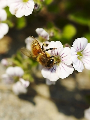 포토 JPG 식물 사계절 계절 꽃 여러송이 곤충 백그라운드 봄꽃 자연 풍경 근접촬영 사람없음 야외 봄풍경 봄 들꽃 흰색 벌 식물원 수목원 히말라야안개꽃 국내포토 동물 뷰포인트 컬러 다수 생태계 안개꽃 파일형식