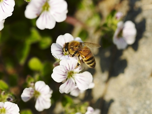포토 JPG 식물 사계절 계절 꽃 배경화면 여러송이 곤충 백그라운드 봄꽃 자연 풍경 근접촬영 사람없음 야외 봄풍경 봄 들꽃 흰색 벌 식물원 수목원 히말라야안개꽃 국내포토 동물 뷰포인트 컬러 다수 생태계 안개꽃 파일형식