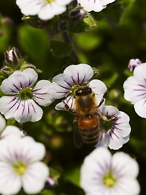 포토 JPG 식물 사계절 계절 꽃 여러송이 곤충 백그라운드 봄꽃 자연 풍경 근접촬영 사람없음 야외 봄풍경 봄 들꽃 흰색 벌 식물원 수목원 히말라야안개꽃 국내포토 동물 뷰포인트 컬러 다수 생태계 안개꽃 파일형식