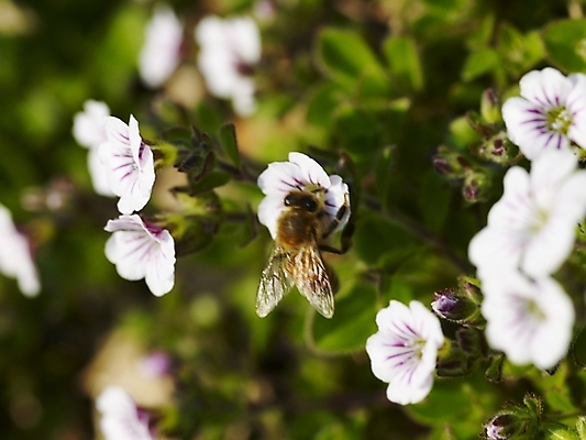 포토 JPG 식물 사계절 계절 꽃 여러송이 곤충 백그라운드 봄꽃 자연 풍경 근접촬영 사람없음 야외 봄풍경 봄 들꽃 흰색 벌 식물원 수목원 히말라야안개꽃 국내포토 동물 뷰포인트 컬러 다수 생태계 안개꽃 파일형식
