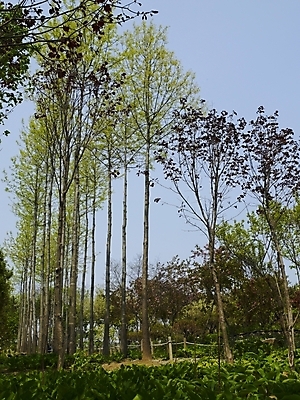 포토 JPG 나무 식물 사계절 계절 길 백그라운드 자연 하늘 여러그루 풍경 사람없음 야외 울타리 봄풍경 봄 산책로 숲 식물원 수목원 국내포토 다수 담장 생태계 파일형식