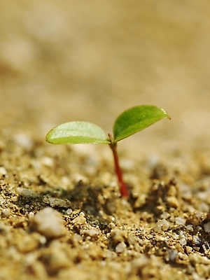 포토 JPG 식물 사계절 계절 백그라운드 자연 생명 풍경 근접촬영 사람없음 야외 새싹 흙 봄풍경 봄 시작 식물원 수목원 국내포토 뷰포인트 생태계 파일형식