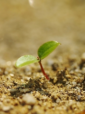 포토 JPG 식물 사계절 계절 배경화면 백그라운드 자연 생명 풍경 근접촬영 사람없음 야외 새싹 흙 봄풍경 봄 시작 식물원 수목원 국내포토 뷰포인트 생태계 파일형식
