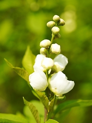 포토 JPG 식물 사계절 계절 꽃 여러송이 백그라운드 봄꽃 자연 근접촬영 사람없음 야외 봄풍경 봄 흰색 꽃봉오리 식물원 수목원 가침박달꽃 국내포토 뷰포인트 컬러 다수 풍경 생태계 파일형식