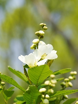 포토 JPG 식물 사계절 계절 꽃 배경화면 여러송이 백그라운드 봄꽃 자연 근접촬영 사람없음 야외 봄풍경 봄 흰색 꽃봉오리 식물원 수목원 가침박달꽃 국내포토 뷰포인트 컬러 다수 풍경 생태계 파일형식