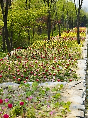 포토 JPG 식물 사계절 계절 꽃 배경화면 백그라운드 꽃밭 봄꽃 자연 풍경 사람없음 야외 봄풍경 봄 튤립 식물원 수목원 국내포토 생태계 파일형식