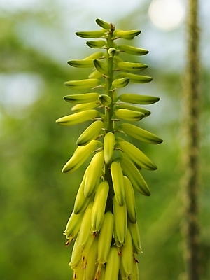 포토 JPG 나무 식물 사계절 계절 꽃 배경화면 백그라운드 봄꽃 자연 근접촬영 사람없음 야외 노란색 봄풍경 봄 꽃봉오리 식물원 수목원 국내포토 뷰포인트 컬러 풍경 생태계 파일형식