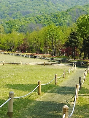 포토 JPG 나무 식물 사계절 계절 공원 꽃 길 백그라운드 꽃밭 봄꽃 자연 산 풍경 잔디 사람없음 야외 울타리 봄풍경 봄 산책로 숲 식물원 수목원 국내포토 공공시설 담장 생태계 파일형식