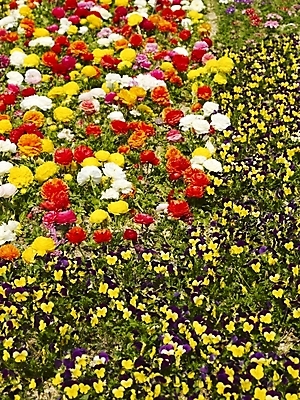 포토 JPG 식물 사계절 계절 꽃 백그라운드 꽃밭 봄꽃 자연 풍경 사람없음 야외 컬러풀 봄풍경 봄 제비꽃 식물원 수목원 라넌큘러스 국내포토 컬러 생태계 파일형식