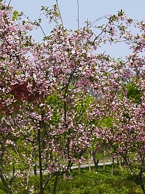 포토 JPG 나무 식물 사계절 계절 꽃 백그라운드 봄꽃 자연 풍경 사람없음 야외 봄풍경 봄 벚꽃 벚나무 식물원 수목원 국내포토 생태계 파일형식