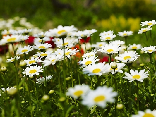 포토 JPG 식물 사계절 계절 꽃 배경화면 여러송이 백그라운드 꽃밭 봄꽃 자연 풍경 사람없음 야외 봄풍경 봄 흰색 식물원 수목원 마거리트 국내포토 컬러 다수 생태계 파일형식