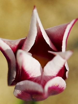 포토 JPG 식물 사계절 계절 꽃잎 꽃 백그라운드 봄꽃 자연 근접촬영 사람없음 야외 봄풍경 봄 튤립 꽃봉오리 식물원 수목원 국내포토 뷰포인트 풍경 생태계 파일형식