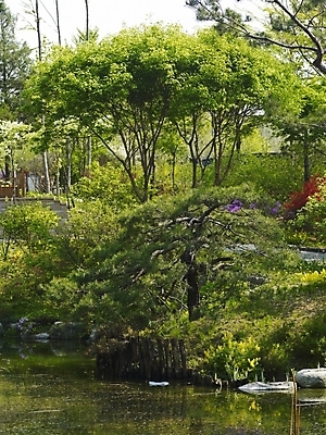 포토 JPG 나무 식물 사계절 계절 꽃 길 백그라운드 봄꽃 자연 풍경 사람없음 야외 봄풍경 봄 연못 식물원 수목원 국내포토 생태계 파일형식