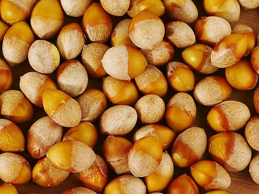 포토 JPG 스튜디오촬영 식물 컬러 백그라운드 실내 근접촬영 사람없음 하이앵글 갈색 견과류 컬러푸드 은행열매 국내포토 열매 뷰포인트 내부 파일형식