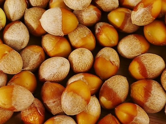 포토 JPG 스튜디오촬영 식물 컬러 백그라운드 실내 근접촬영 사람없음 하이앵글 갈색 견과류 컬러푸드 은행열매 국내포토 열매 뷰포인트 내부 파일형식