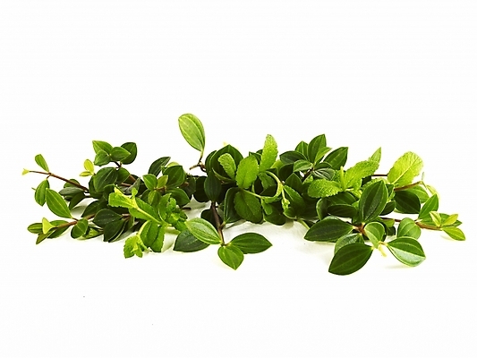 포토 JPG 스튜디오촬영 식물 웰빙 백그라운드 잎 누끼 근접촬영 사람없음 홀리아페페 국내포토 뷰포인트 실내 파일형식