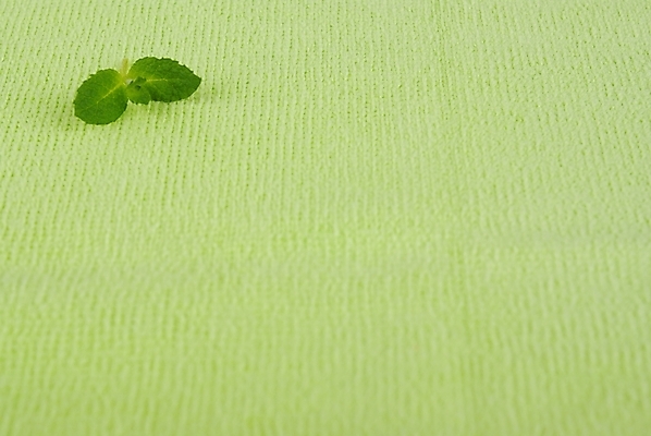 포토 JPG 스튜디오촬영 식물 웰빙 백그라운드 잎 누끼 사람없음 초록색 연두색 새싹 깨끗함 신선 모던 친환경 자연친화적 국내포토 컬러 컨셉 실내 환경 파일형식