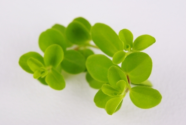 포토 JPG 스튜디오촬영 식물 웰빙 백그라운드 잎 누끼 근접촬영 사람없음 초록색 연두색 신선 모던 친환경 자연친화적 국내포토 뷰포인트 컬러 실내 환경 파일형식