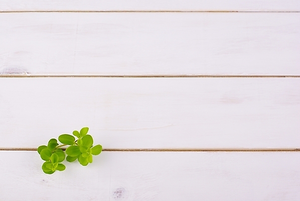 포토 JPG 스튜디오촬영 식물 웰빙 백그라운드 잎 사람없음 초록색 연두색 깨끗함 신선 모던 친환경 패널 자연친화적 국내포토 컬러 컨셉 실내 환경 파일형식