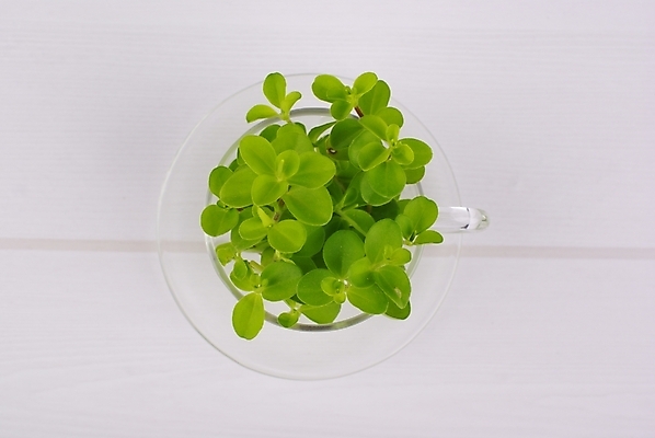 포토 JPG 스튜디오촬영 식물 웰빙 백그라운드 잎 잔 사람없음 초록색 연두색 깨끗함 신선 풀 찻잔 모던 친환경 패널 자연친화적 국내포토 식기 컬러 컨셉 실내 환경 파일형식