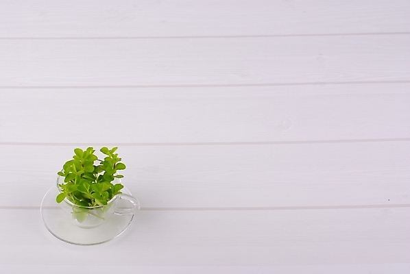 포토 JPG 스튜디오촬영 식물 웰빙 백그라운드 잎 잔 사람없음 초록색 연두색 신선 풀 찻잔 모던 친환경 패널 자연친화적 국내포토 식기 컬러 실내 환경 파일형식