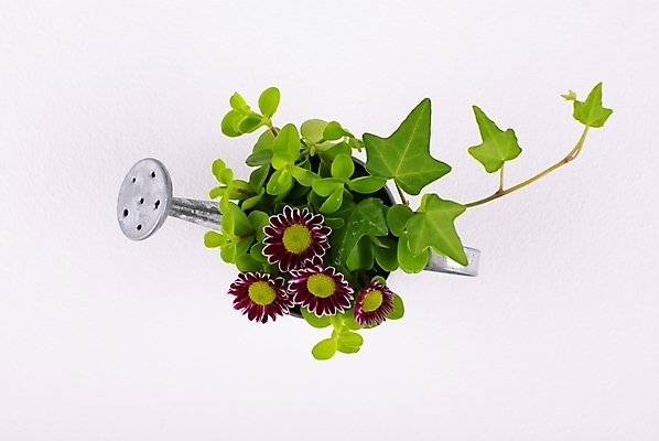 포토 JPG 스튜디오촬영 식물 웰빙 꽃 백그라운드 잎 국화 누끼 사람없음 초록색 연두색 인테리어 물뿌리개 신선 풀 모던 친환경 아이비 자연친화적 국내포토 디자인 컬러 실내 환경 파일형식