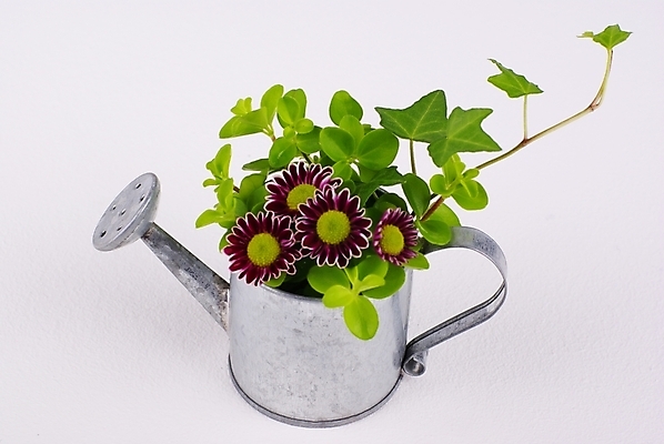 포토 JPG 스튜디오촬영 식물 웰빙 꽃 생활용품 백그라운드 잎 국화 누끼 사람없음 초록색 연두색 인테리어 꽃병 물뿌리개 신선 풀 오브젝트 모던 친환경 아이비 자연친화적 국내포토 디자인 컬러 실내 환경 파일형식