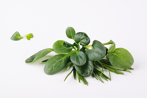 포토 JPG 스튜디오촬영 식물 웰빙 백그라운드 잎 누끼 사람없음 초록색 연두색 새싹 신선 풀 모던 친환경 자연친화적 국내포토 컬러 실내 환경 파일형식