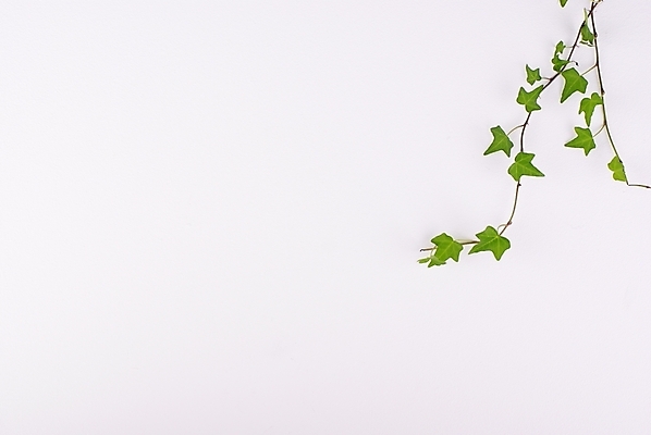 포토 JPG 스튜디오촬영 식물 웰빙 백그라운드 잎 사람없음 초록색 연두색 신선 풀 덩굴 모던 친환경 아이비 자연친화적 국내포토 컬러 실내 환경 파일형식