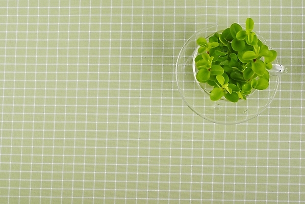 포토 JPG 스튜디오촬영 식물 웰빙 백그라운드 잎 잔 누끼 사람없음 초록색 연두색 신선 찻잔 모던 친환경 격자 바둑판 자연친화적 국내포토 식기 컬러 무늬 실내 환경 바둑 파일형식