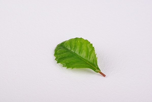 포토 JPG 스튜디오촬영 식물 웰빙 백그라운드 잎 누끼 사람없음 초록색 연두색 새싹 신선 모던 친환경 자연친화적 국내포토 컬러 실내 환경 파일형식