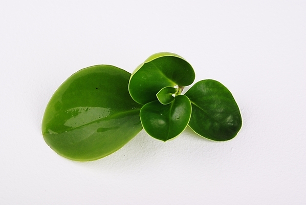 포토 JPG 스튜디오촬영 식물 웰빙 백그라운드 잎 누끼 사람없음 초록색 연두색 신선 모던 친환경 자연친화적 국내포토 컬러 실내 환경 파일형식