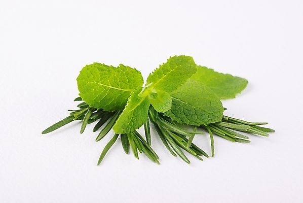 포토 JPG 스튜디오촬영 식물 웰빙 백그라운드 잎 누끼 사람없음 초록색 연두색 신선 모던 친환경 자연친화적 국내포토 컬러 실내 환경 파일형식