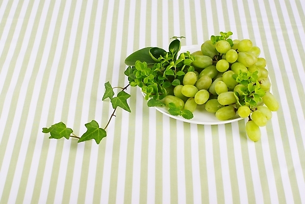 포토 JPG 스튜디오촬영 식물 접시 웰빙 백그라운드 잎 과일 포도 사람없음 초록색 연두색 줄무늬 신선 모던 친환경 유기농 청포도 아이비 자연친화적 국내포토 식기 컬러 무늬 실내 환경 파일형식