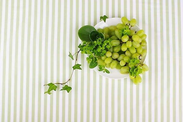 포토 JPG 스튜디오촬영 식물 접시 웰빙 백그라운드 잎 과일 포도 사람없음 초록색 연두색 줄무늬 신선 모던 친환경 유기농 청포도 아이비 자연친화적 국내포토 식기 컬러 무늬 실내 환경 파일형식