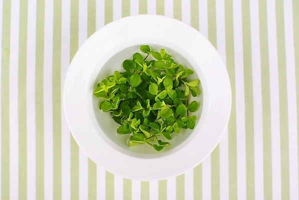 포토 JPG 스튜디오촬영 식물 접시 웰빙 백그라운드 잎 사람없음 초록색 연두색 깨끗함 줄무늬 신선 모던 친환경 자연친화적 국내포토 식기 컬러 컨셉 무늬 실내 환경 파일형식