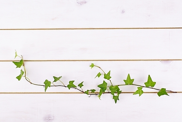 포토 JPG 스튜디오촬영 식물 웰빙 백그라운드 잎 사람없음 초록색 연두색 신선 덩굴 모던 친환경 아이비 패널 자연친화적 국내포토 컬러 실내 환경 파일형식