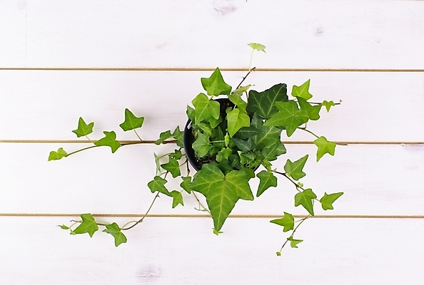 포토 JPG 스튜디오촬영 식물 웰빙 백그라운드 잎 사람없음 초록색 연두색 인테리어 신선 모던 친환경 아이비 패널 자연친화적 국내포토 디자인 컬러 실내 환경 파일형식