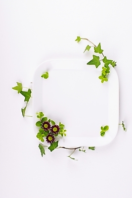 포토 JPG 스튜디오촬영 식물 접시 웰빙 백그라운드 잎 국화 누끼 사람없음 초록색 연두색 뷰티 신선 모던 친환경 아이비 자연친화적 국내포토 식기 꽃 컬러 실내 환경 파일형식